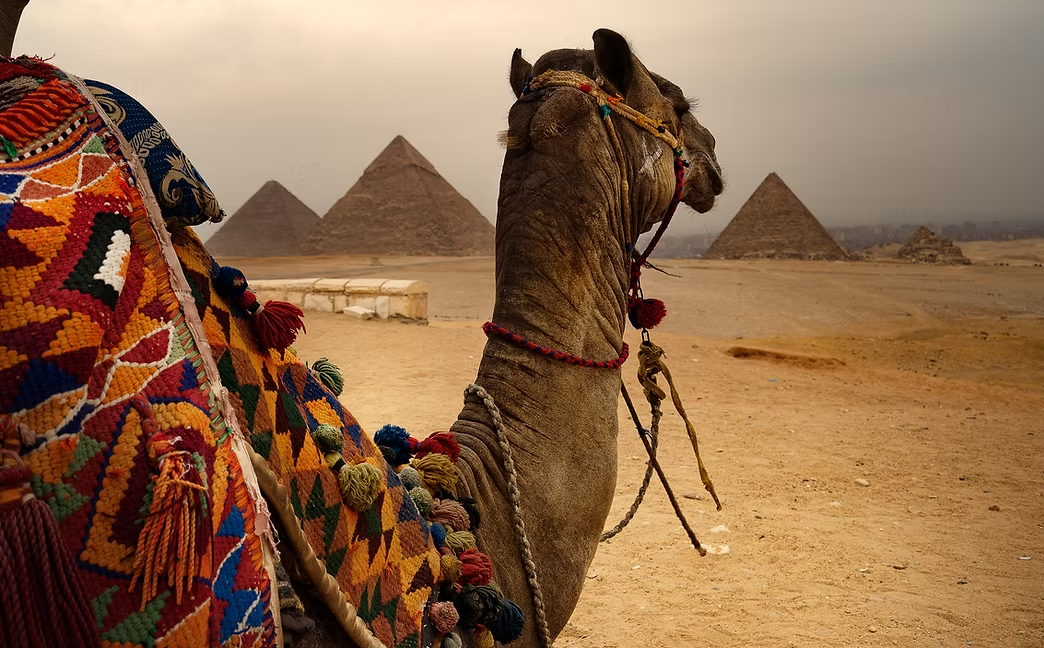 Camel before the Pyramids of Giza